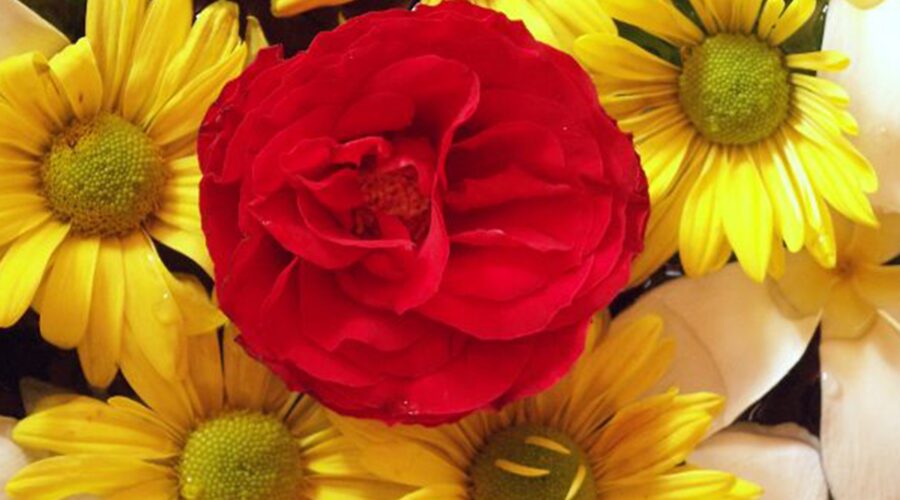 Modern Calm: Div Spa Bali – Where Style Meets Serenity