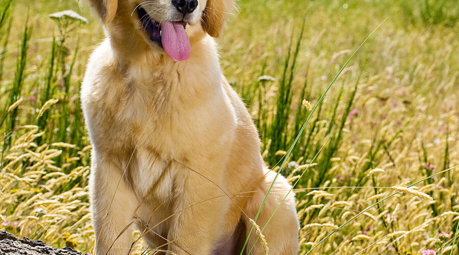 Golden Tranquility: 10 Best Spas in Yuba City California