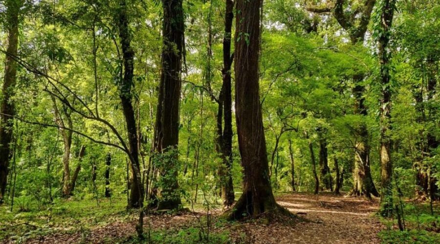 10 Best Forest Digital Detox: Hike Neighborhoods