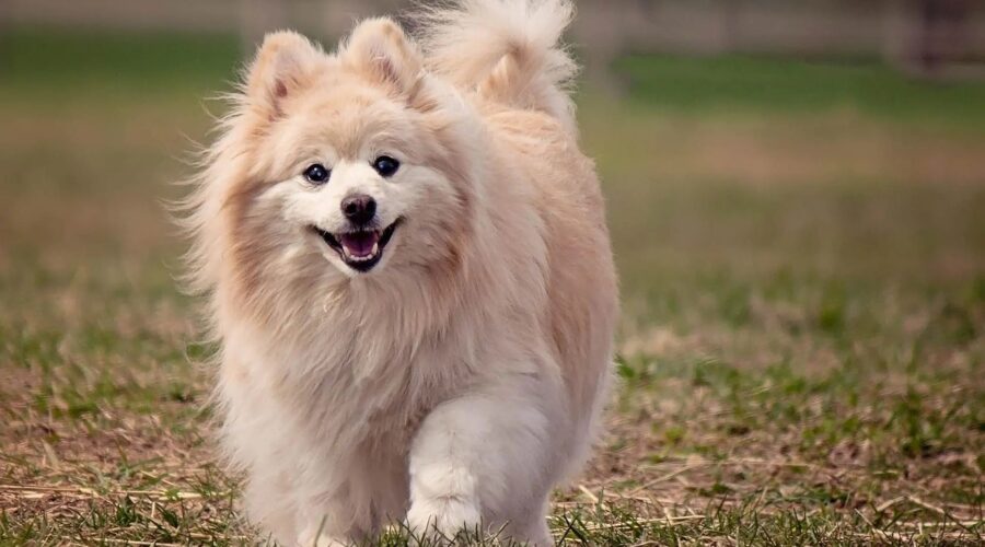 10 Best Dog-Friendly Mountain Wellness Escapes: Bring Your Pup to the Spa Neighborhoods