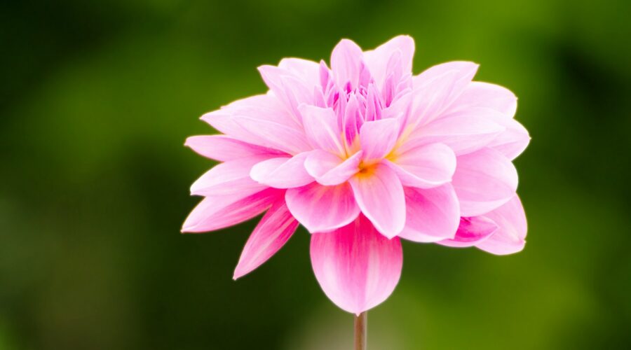 10 Best Flower Essences in the Steam Room—The Subtle Therapy Science Is Beginning to Prove Neighborhoods