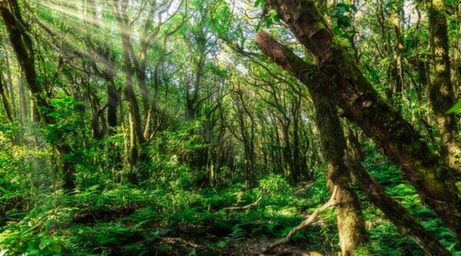 10 Best Forest Bathing Indoors: The Full-Sensory Shinrin-Yoku You Can Book Right Now Neighborhoods